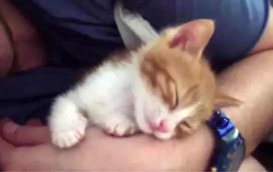 Yavru Kedi Olabilecek En Tatlı Şekilde Uyuyakalıyor
