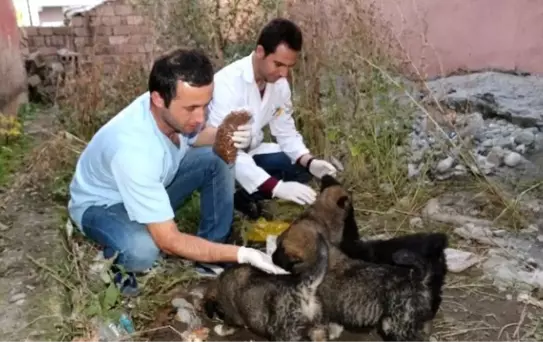 Ağrı'da Yedi Yavrusu Olan Yaralı Köpek Kurtarılmayı Bekliyor