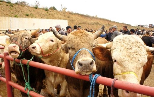 Kastamonu'da İthal Hayvan Krizi Yaşanıyor