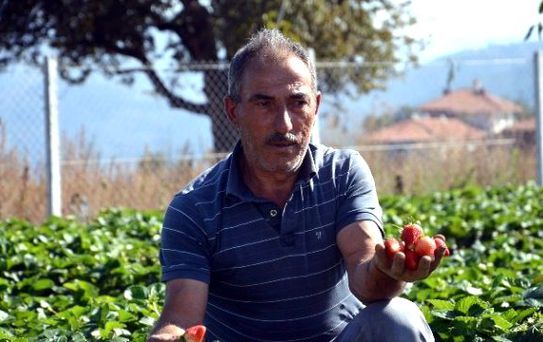Dodurga'da Son Çilek Hasadı Yapıldı