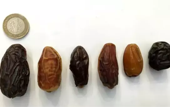 Bu Kadar Ceviz Türkiye'de Var Mı?