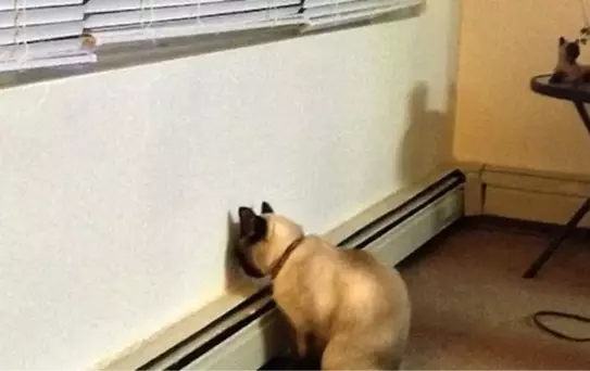 Hayvanların Başlarını Duvara Yaslamaları Ciddi Sorunların Habercisi