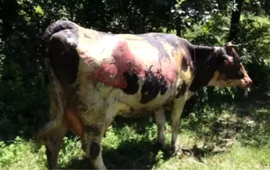 Alevlerin Arasında Kalan İneklerini Kurtardı