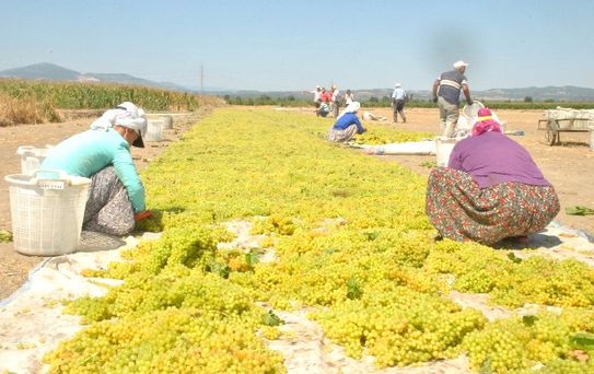 Saruhanlı'da Üzüm Hasadı Başladı