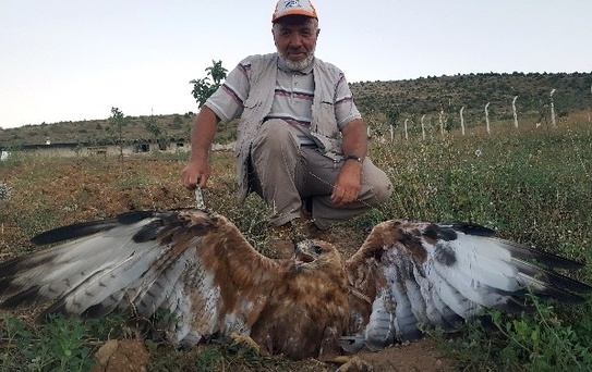 Kelkit'te Yaralı Kartal Bulundu