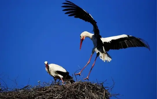 Uedaş, Yeni Yapılan Tüm Elektrik Nakil Hatlarına 'Kuşları Koruma' Zorunluluğu Getirdi