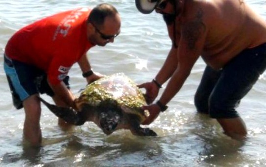 Caretta Caretta Kurtarma Operasyonu