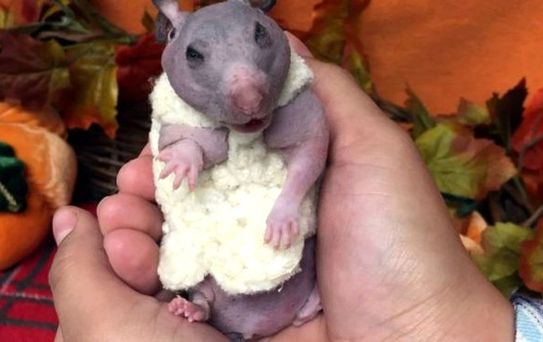 Tüysüz Hamster Silky'e Kışlık Kazak Örüldü