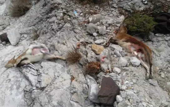 Dağ Keçisi Avlayan Avcılar Suçüstü Yakalandı
