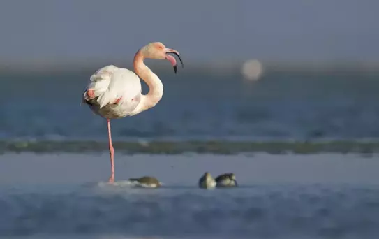 Foto Safari'de ödül zamanı