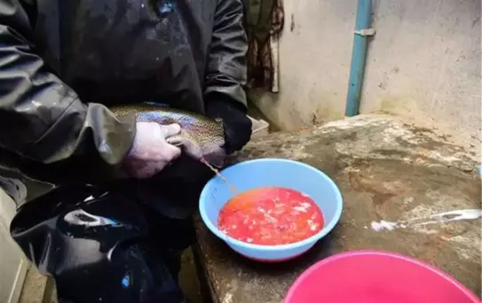 Bitlis'te Alabalık Sağımı Yapıldı