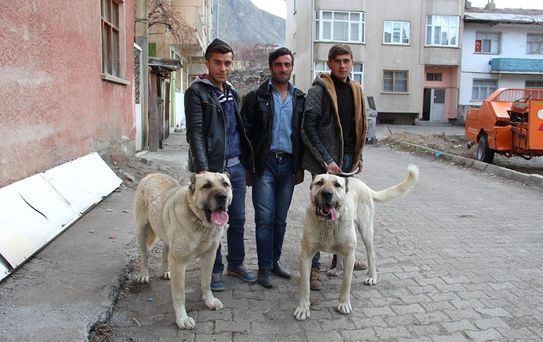 Motorize, Atlı ve Köpekli Ekipleriyle Güven Veriyorlar