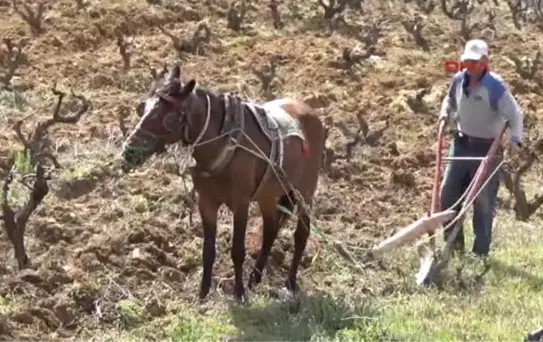Çanakkale Atı ve Sabanıyla Teknolojiye Meydan Okuyor