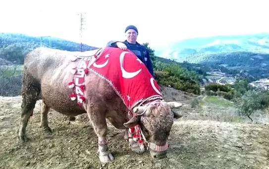 Pehlivan Boğalar Sezona Hazırlanıyor