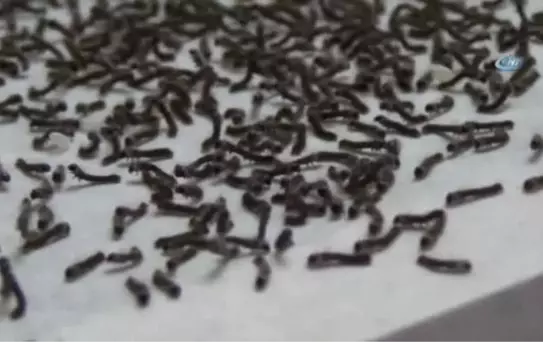 Evlerinde İpek Böceği Yetiştirerek 6 Bin Lira Kazanacaklar