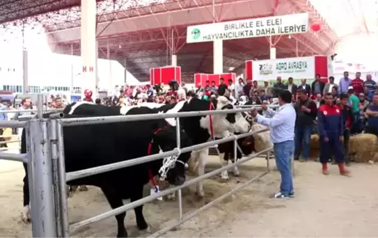 Teke Yöresi 3. Tarım ve Hayvancılık Fuarı