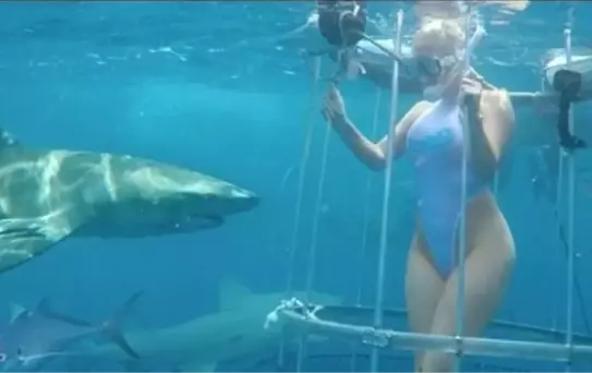 Kafese Girdi Köpek Balıkları Saldırdı!