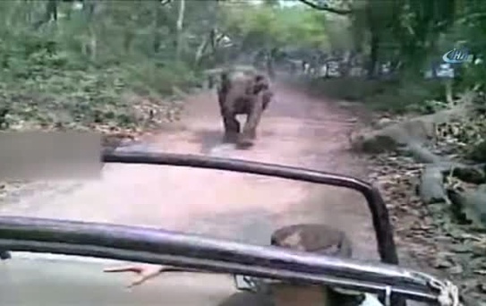 Hindistan'da Öfkeli Fil Safari Aracını Kovaladı