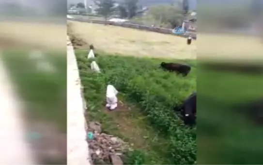 İnekleri Çalınan Yaşlı Çift Sinir Krizleri Geçirdi