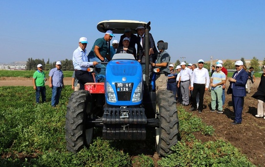 Osmaniye'de 47 Bin 933 Ton Yerfıstığı Rekoltesi Bekleniyor