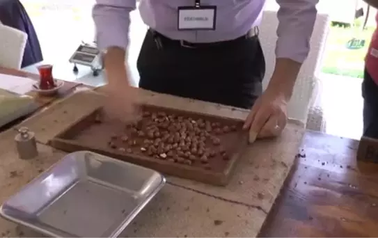 Giresun'da Fındıklar Yarıştı