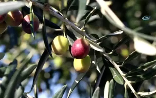 Gömeç'te '3. Geleneksel Gömeç Zeytin Hasat Şenliği' Coşkusu