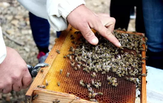 Anavarza Bal, Gençlere 'Arı Sevgisi' Aşılıyor