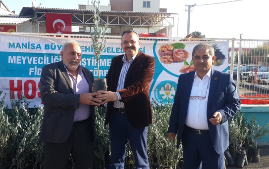 Gölmarmaralı Üreticilere 420 Adet Zeytin Fidanı