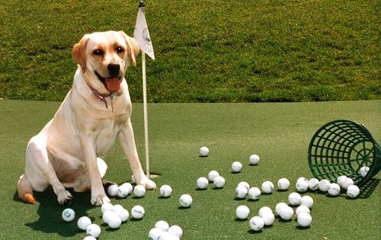 Golfçü işadamları CAN DOSTLARIMIZ için sahada