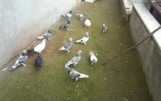 Çaldıkları Güvercinleri Sahibinin Kapısına Bırakıp Kaçtılar