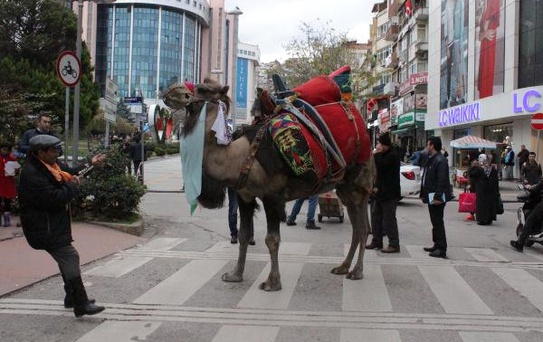 Temel Atma Töreninde Kesilecek Deveyle Davet