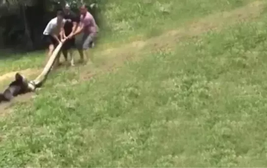 Dev Anakondanın Yutmaya Hazırlandığı Köpek Köylüler Tarafından Kurtarıldı