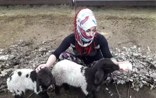 Annesiz Kalan Kuzuları Biberonla Besliyor
