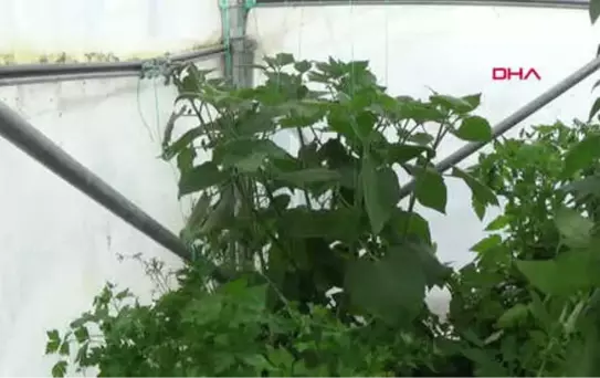 Afyonkarahisar Örtü Altında Altın Çilek Yetiştirdi