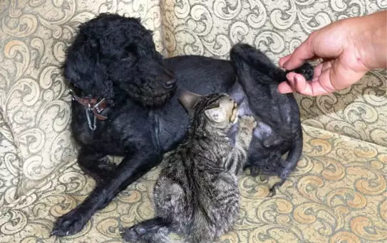 Köpek Yavru Kediyi Emzirip, Annelik Yapıyor