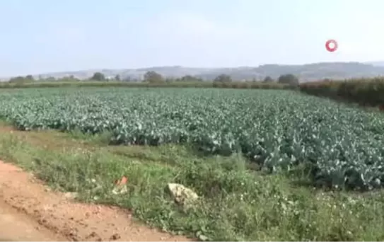 Karnabahar, Lahana ve Brokolide Rekolte Sevindiriyor