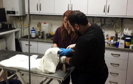 Yaralı Halde Bulunan Atmaca Tedavi Edildi