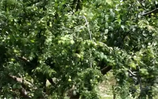 Çiftçiden Önce Hırsızlar Hasat Etti