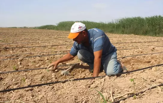 Ramazanda Tarım İşçilerinin Zorlu Mesaisi