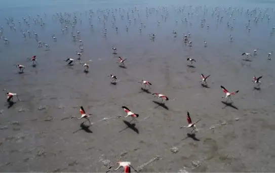 Flamingo cenneti Tuz Gölü kuruyor