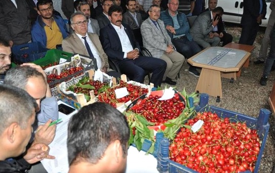 Kiraz, Vişne ve Ceviz Festivali