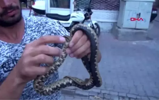 ADIYAMAN Zehirli olduğunu söylediği yılanla gösteri yaptı