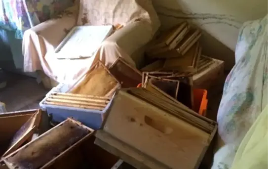 Pencereden eve giren ayı eşyaları parçaladı