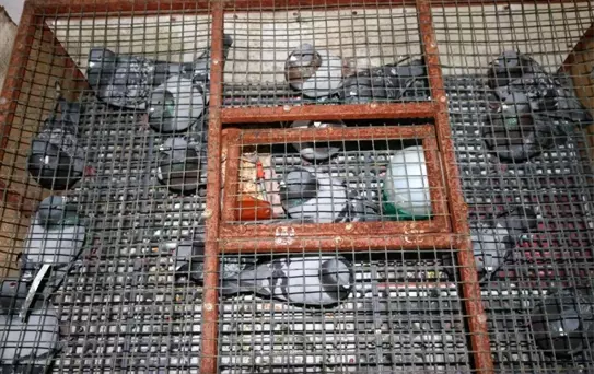 750 bin lira değerinde güvercinler bin kilometre mesafeden yarışacak