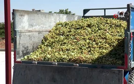 Antep fıstığında 3 gün süren işlem yerli teknoloji ile 1 saate düşecek