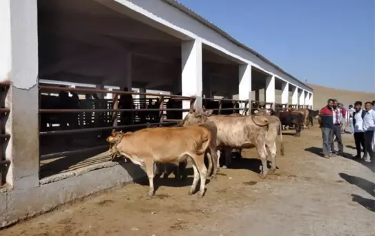 Bulanık'ta kurbanlık satışlarında durgunluk