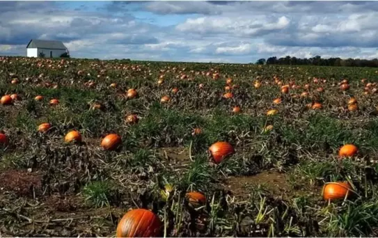 ABD'nin kırsal kesimi Suriye'deki gelişmeler konusunda ne düşünüyor?