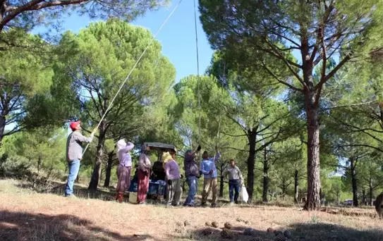 Ormandaki fıstık çamı hazinesi