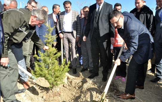 Yüksekova'da fidan dikimi