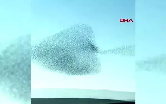 Sığırcık kuşlarının dansı